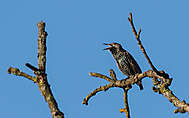 Star im Schlichtkleid (Sturnus vulgaris)