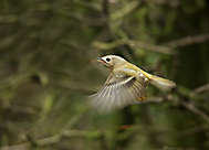 Wintergoldhähnchen