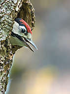 Buntspecht Jungvogel