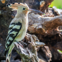 Naturschutzgebiet Boronka