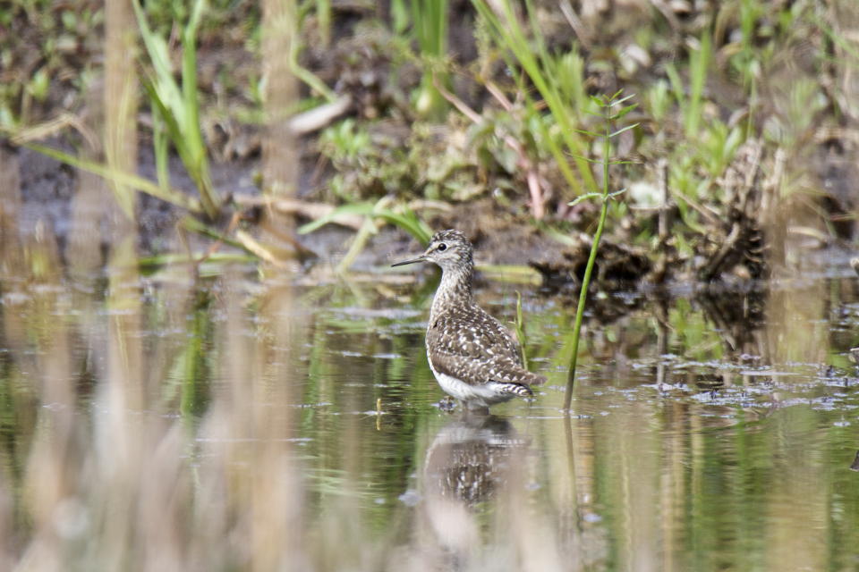 Bruchwasserläufer