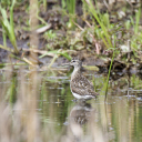 Bruchwasserläufer