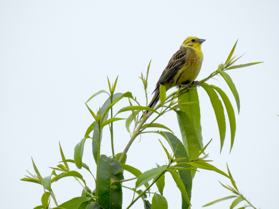 Ein freundliches Hallo an alle. Ich bin neu auf Vogelfotografie.de und hoffe hier konstruktive Kritik bzw. Tipps und Tricks zur verbessung meiner Fotos zu erhalten. Hier meine ersten Fotos, die ich gern mit euch Teile. Die Bilder sind eher Schnapp-Schüsse, welche beim Spazieren gehen entstanden sind. Ich würde mich sehr über ein Feedback freuen.