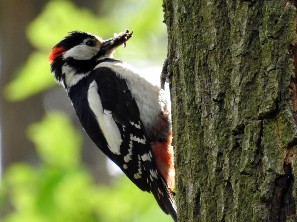 Ein freundliches Hallo an alle. Ich bin neu auf Vogelfotografie.de und hoffe hier konstruktive Kritik bzw. Tipps und Tricks zur Verbessung meiner Fotos zu erhalten. Hier meine ersten Fotos, die ich gern mit euch Teile. Die Bilder sind eher Schnapp-Schüsse, welche beim Spazieren gehen entstanden sind. Ich würde mich sehr über ein Feedback freuen.