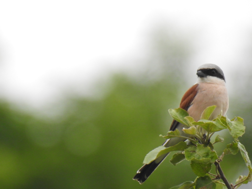 Ein freundliches Hallo an alle. Ich bin neu auf Vogelfotografie.de und hoffe hier konstruktive Kritik bzw. Tipps und Tricks zur verbessung meiner Fotos zu erhalten. Hier meine ersten Fotos, die ich gern mit euch Teile. Die Bilder sind eher Schnapp-Schüsse, welche beim Spazieren gehen entstanden sind. Ich würde mich sehr über ein Feedback freuen.