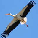 gerade noch ins Bild gebracht,,Überflieger Storch,,