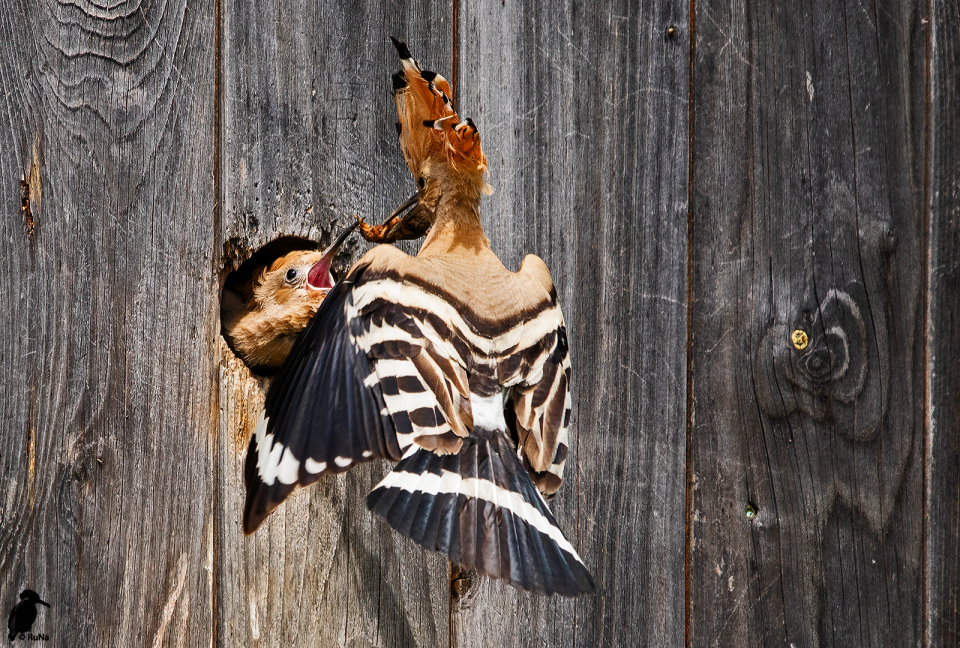 Die jungen Wiedehopfe sind bereits so groß, dass die Eltern nur noch wenige Male vorbei geflogen kommen, um sie - sozusagen - im Flug mit Maulwurfgrillen zu füttern.