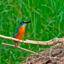 in diesem Frühjahr konnte ich den Eisvogel - meinen Lieblingsvogel - bisher nur aus ca. 20 Metern Entfernung aufnehmen; trotzdem war die Freude über die Beobachtung groß.